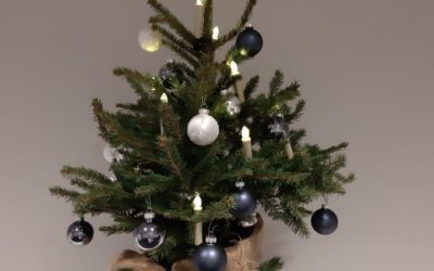 Nachhaltige Weihnachtsbäume
